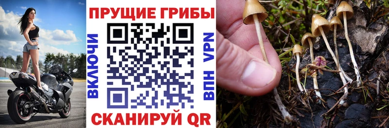 Галлюциногенные грибы Magic Shrooms  наркотики  площадка официальный сайт  Удомля 